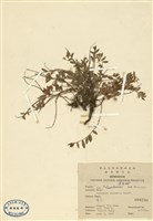 藏品(瓜子金)的圖片